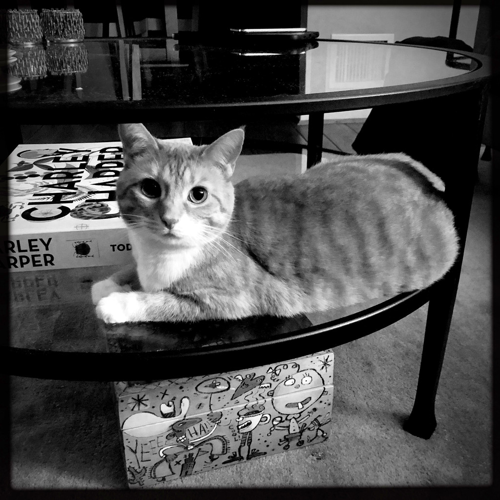 Honey & The New Coffee Table | Black & White by yogiw