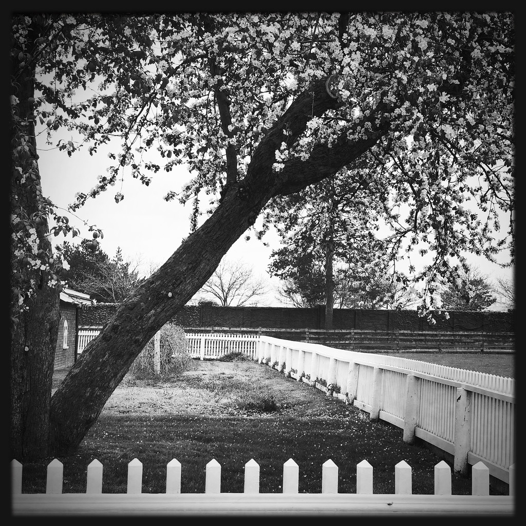 White Picket Fences | Black & White by yogiw
