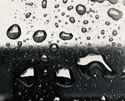 10th Feb 2020 - Rain drops