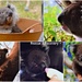  Koala Rescue ~        by happysnaps