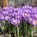 Spring has sprung...... by jb030958