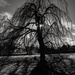 Scary Tree by rjb71