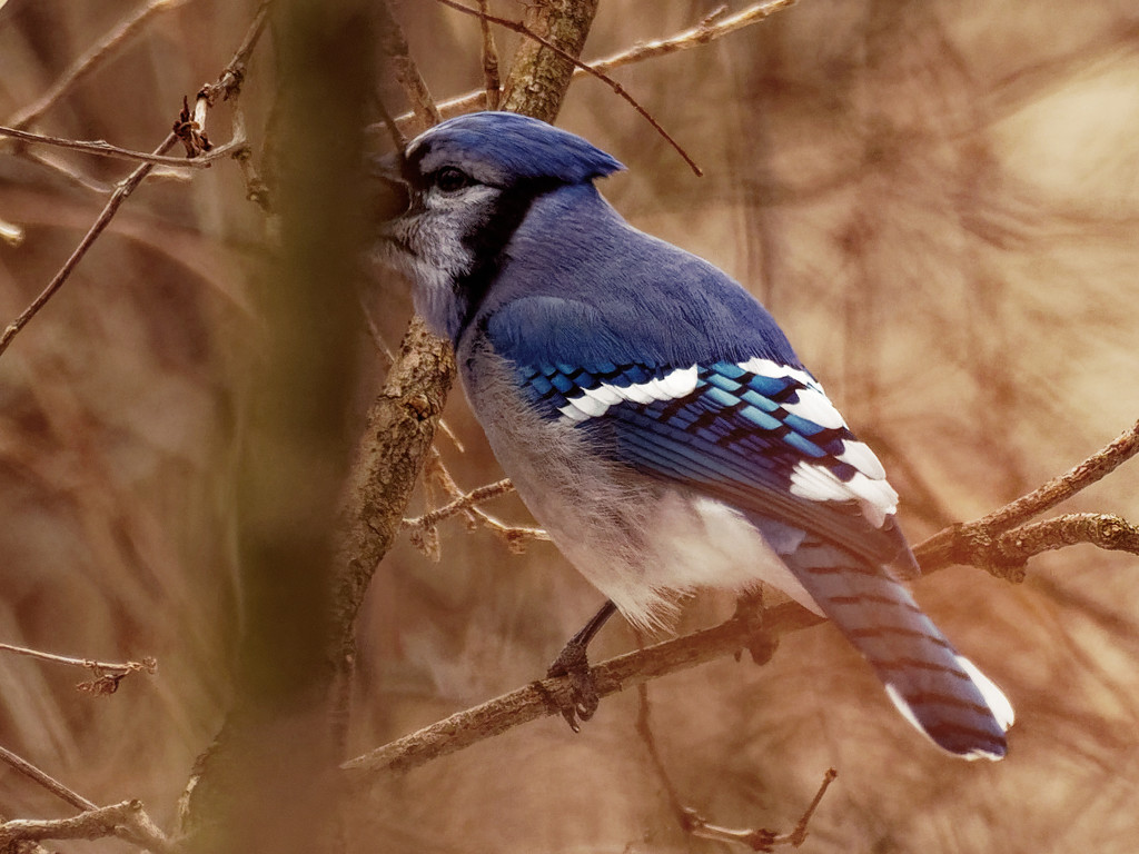 bluejay by rminer
