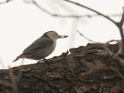 24th Feb 2020 - nuthatch with seed