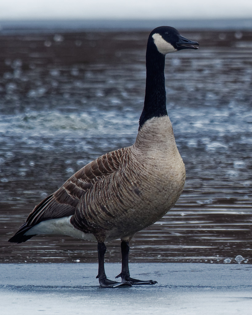 cool goose  by rminer