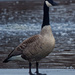 cool goose  by rminer