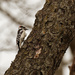 downy woodpecker on a stroll by rminer