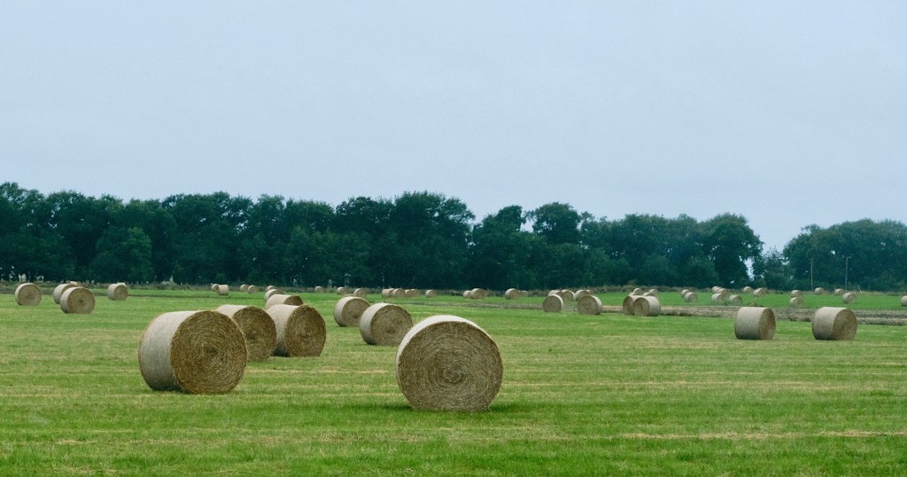 Harvest time by maggiemae