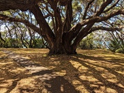 25th Feb 2020 - A hope tree