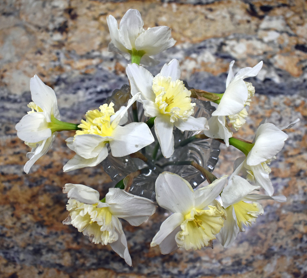 Daffodil Bouquet by homeschoolmom