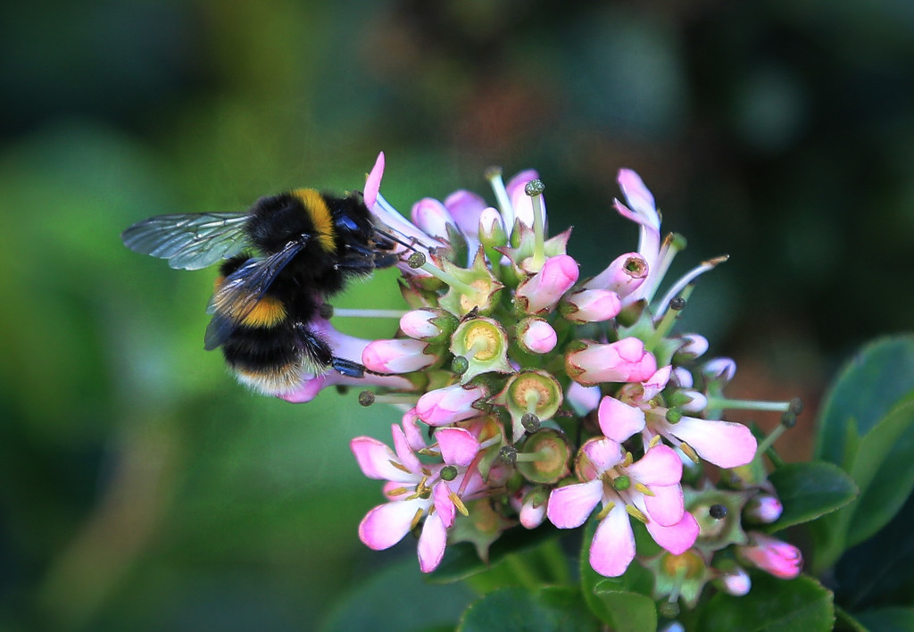Buzzy Bee by rustymonkey