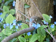 25th Feb 2020 - Forget-Me-Nots