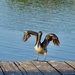 Ah, the Pelican “wave” by louannwarren