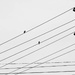 Birds on a wire by mittens