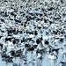 Snow Geese by lynnz