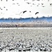 Snow Geese Migration by lynnz