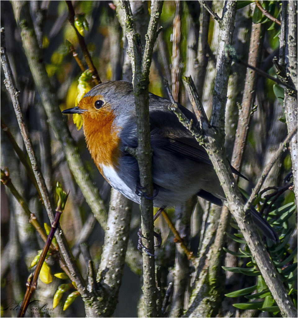 Little Robin by pcoulson