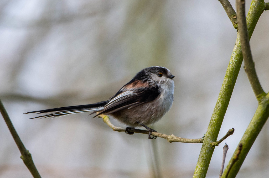 Long tailed tit by stevejacob