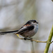 Long tailed tit by stevejacob