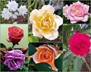 26th Feb 2020 - Beautiful Roses ~  