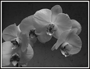 24th Feb 2020 - My White Orchid 