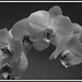 My White Orchid  by countrylassie