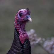 25th Feb 2020 - A turkey on Tuesday