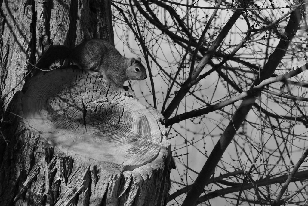 Squirrel, in Low Key by bjywamer
