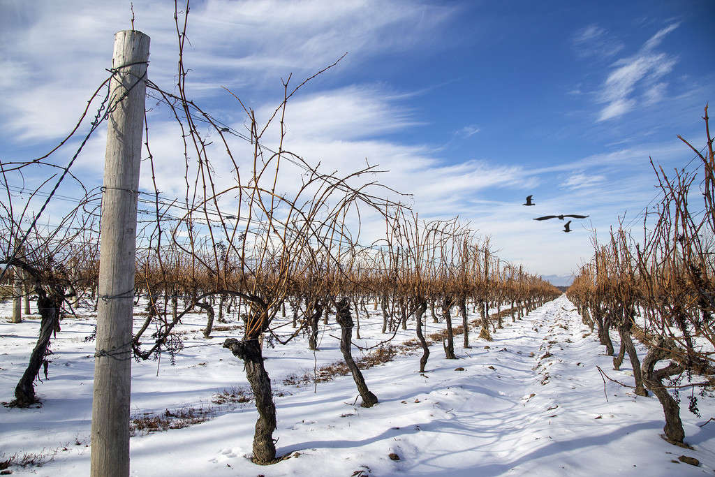 Winter Vines in Niagara-on-the-Lake by pdulis