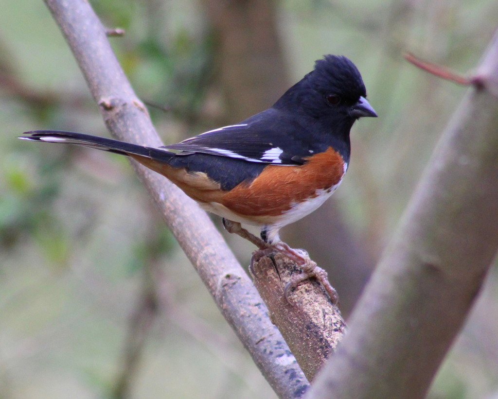 Proud Towhee by cjwhite