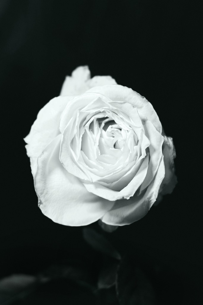 White Rose by judyc57