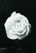 25th Feb 2020 - White Rose