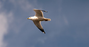 25th Feb 2020 - Seagull Floating By!