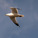 Seagull Floating By! by rickster549