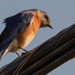 Bluebird on the Big Wire! by rickster549