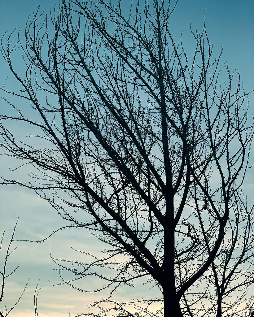 bare tree, sunset, and a bird by shookchung