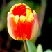 Single Tulip by redy4et