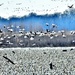 Snow Geese Migration Near Missouri River by lynnz