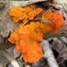 Fungus by mattjcuk