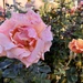 Rose 3 by loweygrace