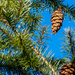 The promise of new douglas firs  by theredcamera