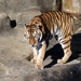 Tiger by randy23