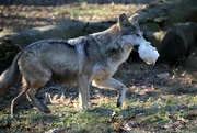 24th Feb 2020 - Wolf and lunch