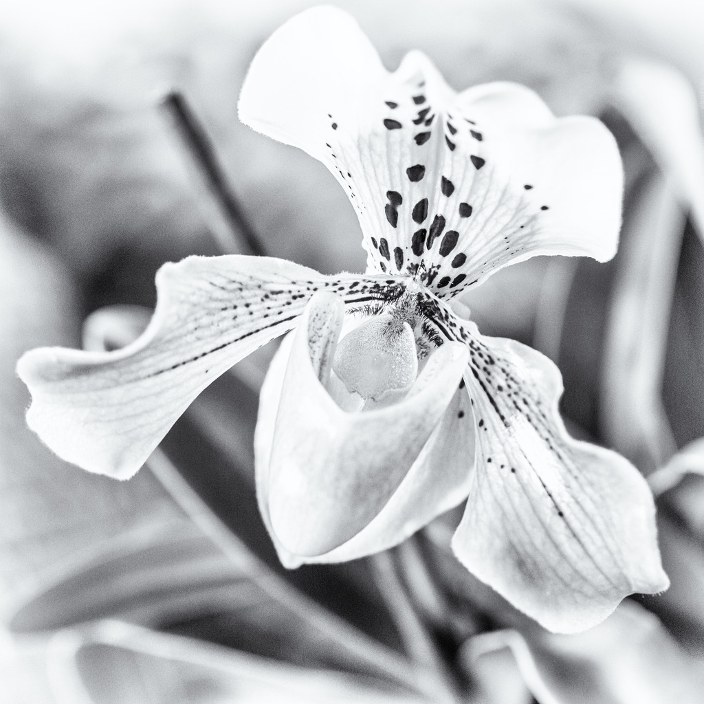 Slipper Orchid by pamknowler