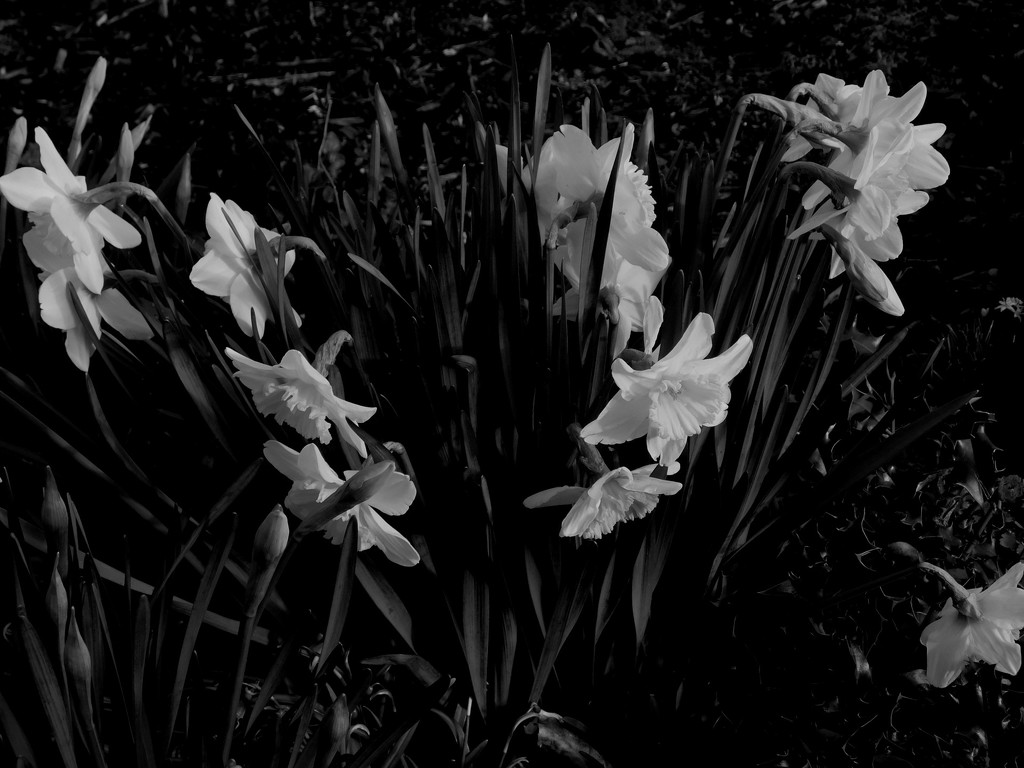 Low key daffs - I like the way the flower heads really stand out by 365anne