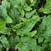 Arum leaves by julienne1