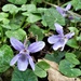 Violets by julienne1