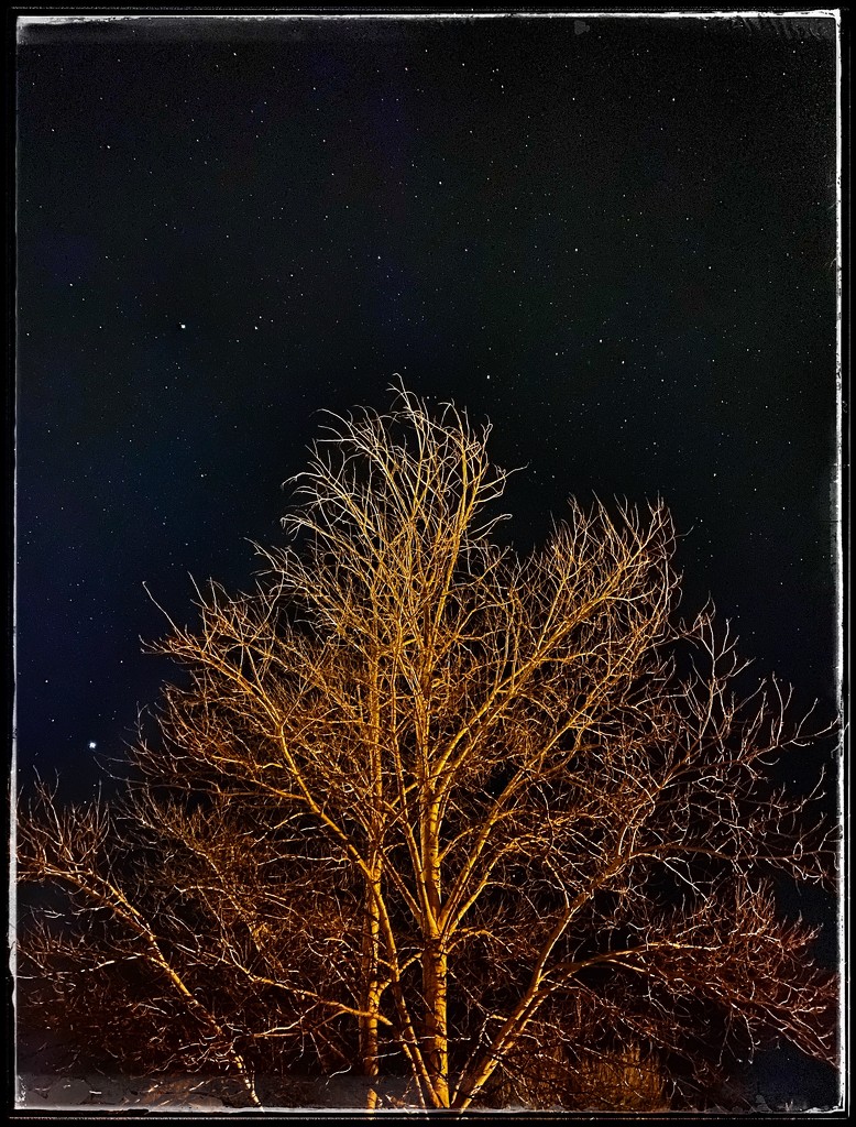 Starlit tree by jeffjones