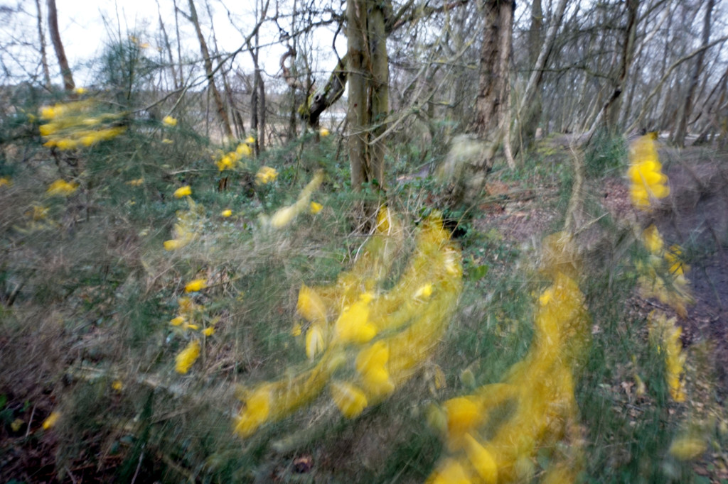 21st Feb gorse blur by valpetersen