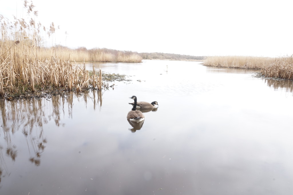 22nd Feb Geese on Fleet Pond by valpetersen